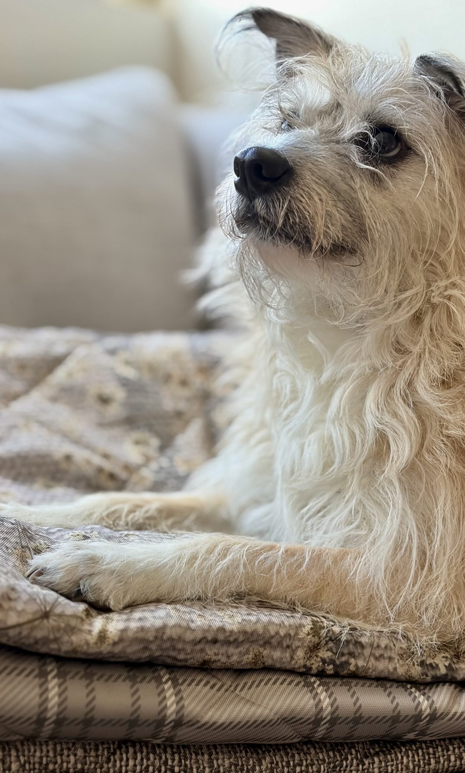 Dog on couch cover