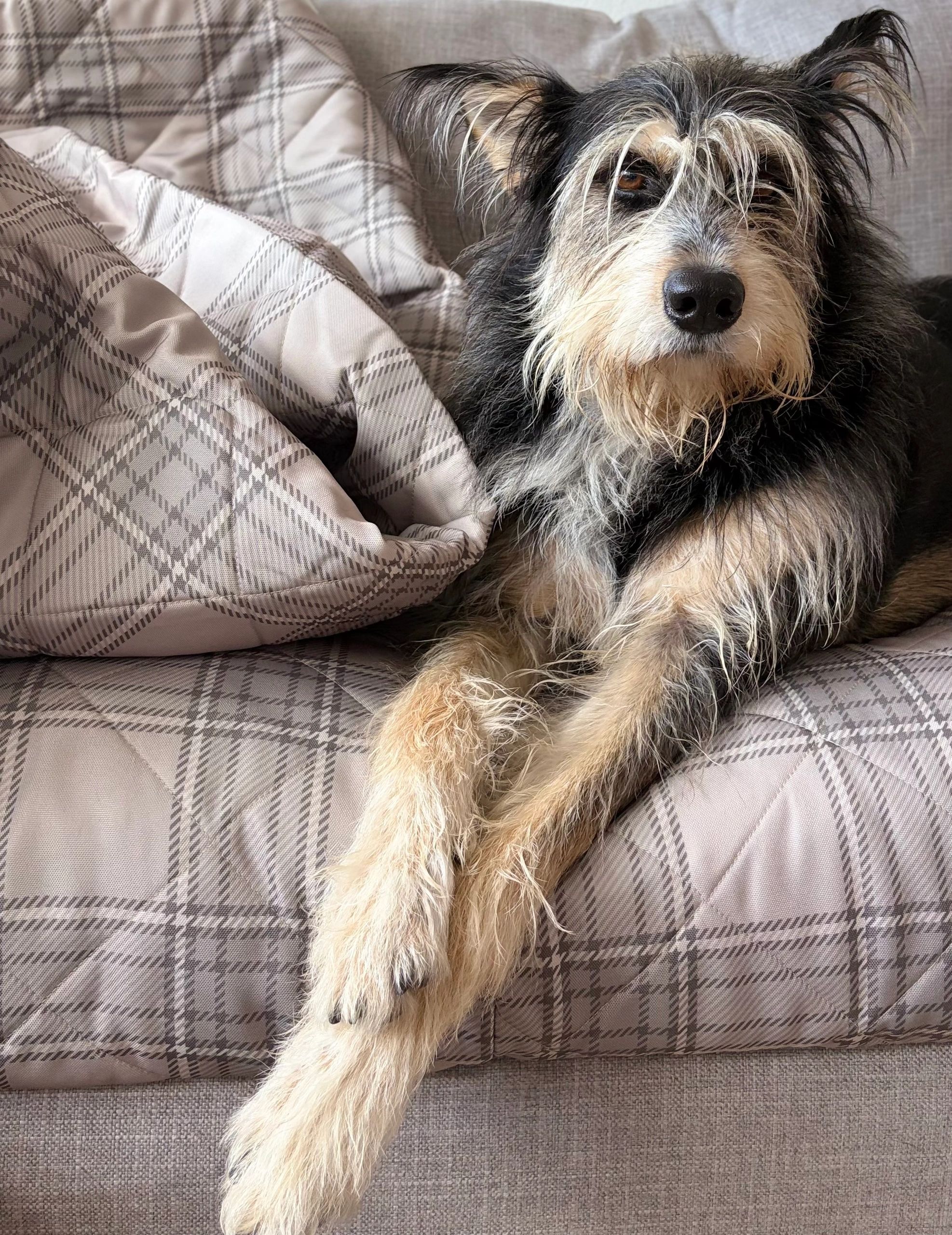 Simple Plaid