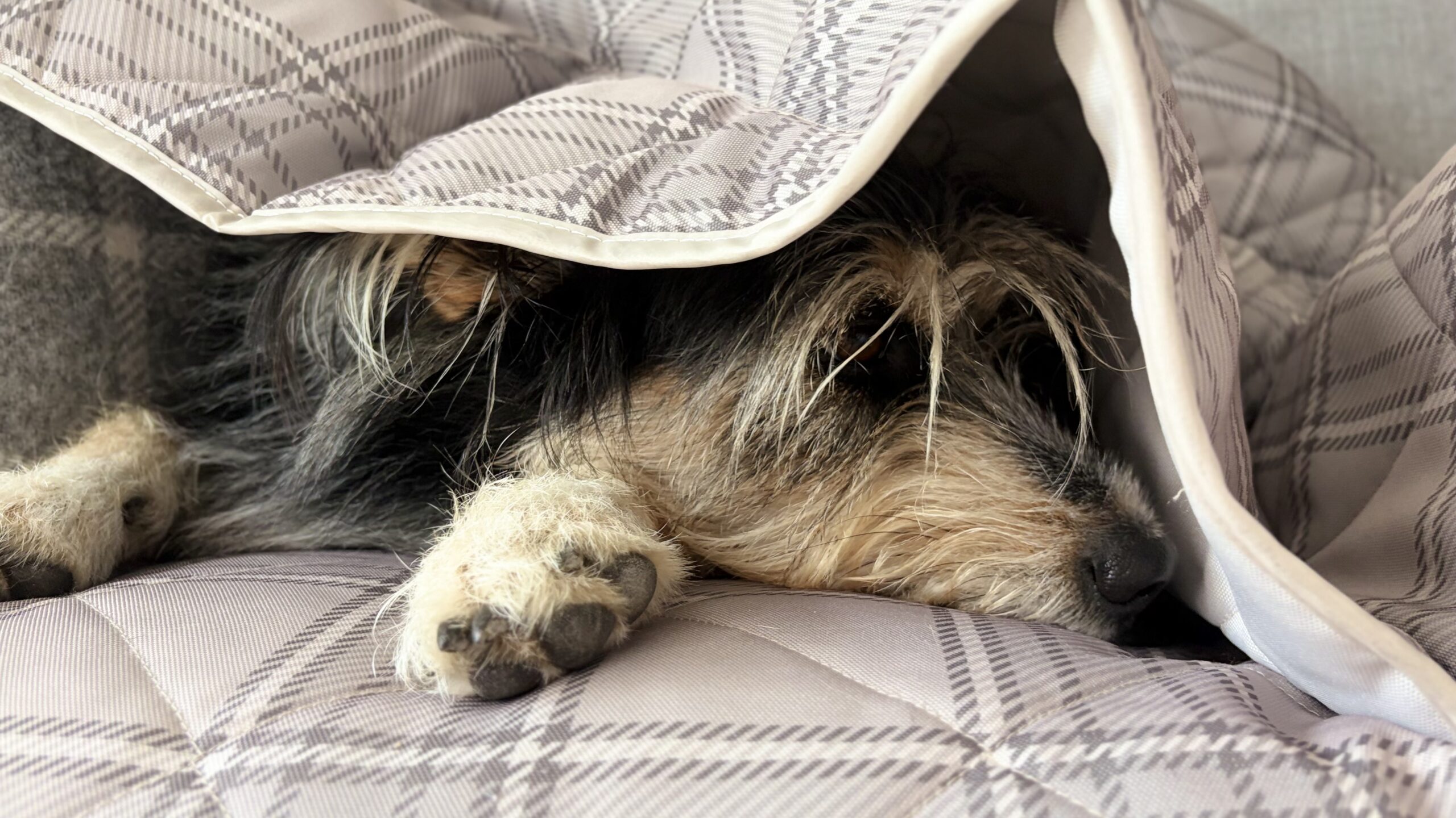 Minnie MooMoo couch cover lifestyle photo