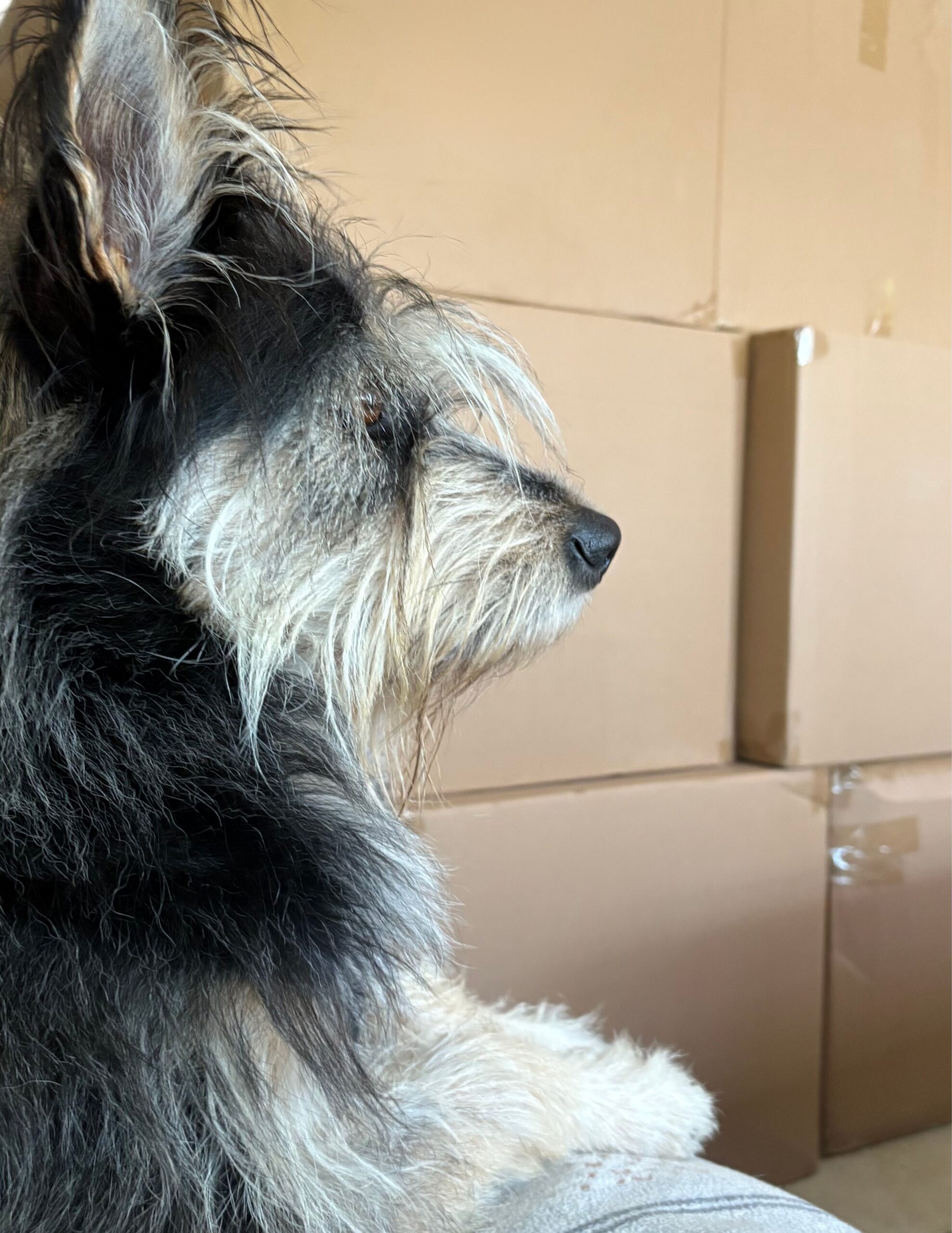 Dog waiting for packages