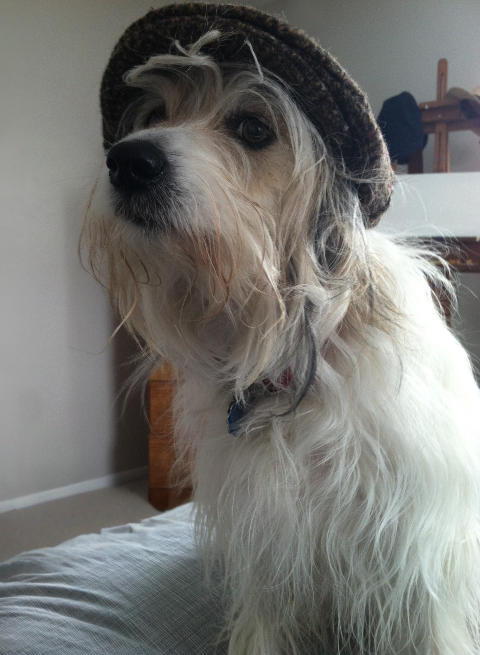 Minnie, the dog behind Minnie MooMoo